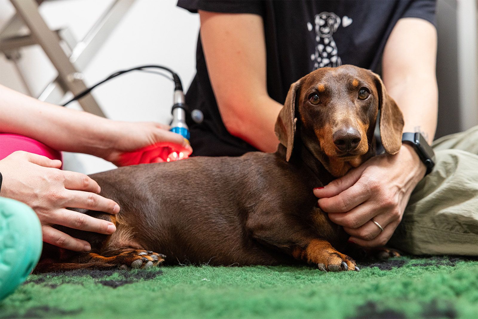 Laser Terapia per cani e gatti