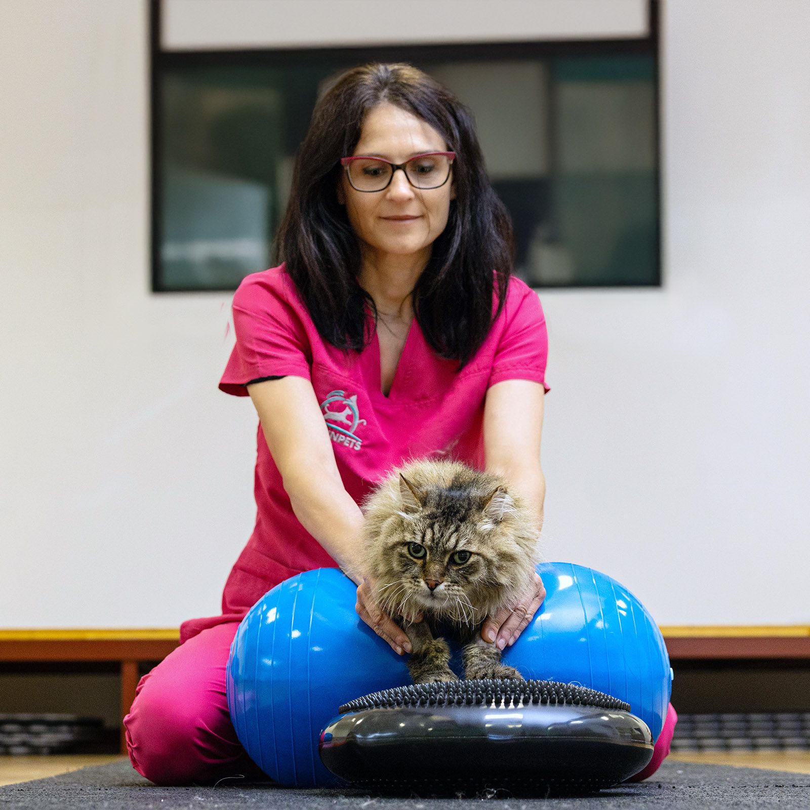 Esercizi propriocettivi per cani e gatti