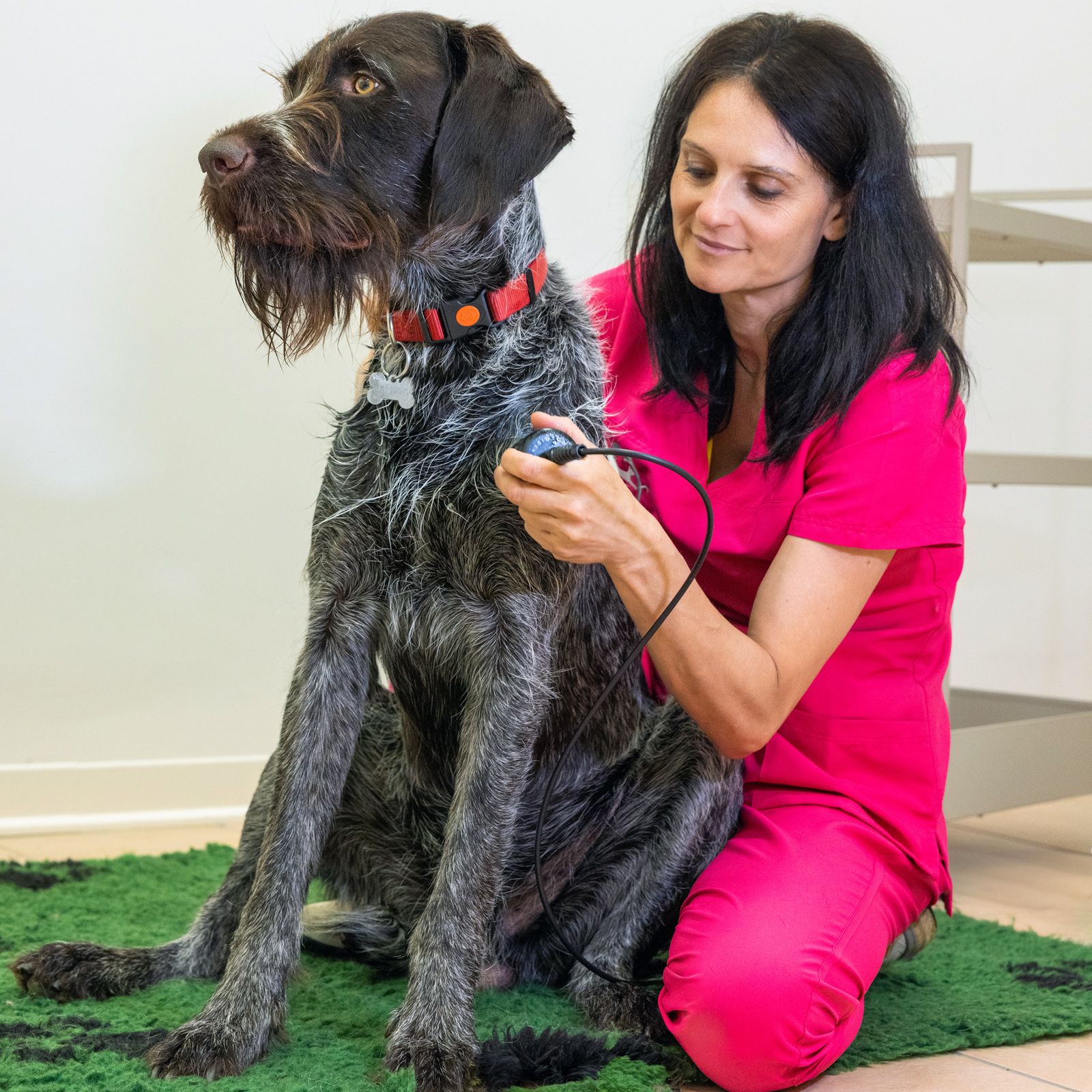 Ultrasuoni per cani e gatti